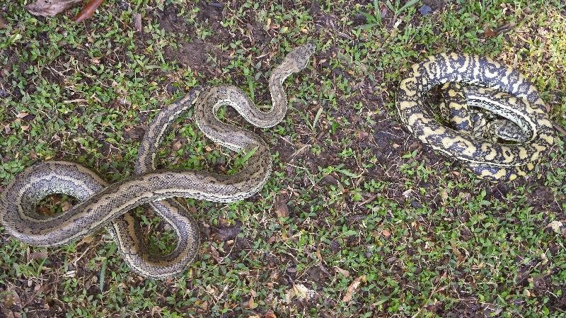 Coastal_Carpet_Python__Morelia_spilota_mcdowelli__141.jpg