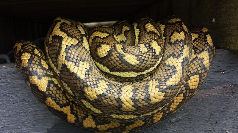 Coastal_Carpet_Python__Morelia_spilota_mcdowelli__144.jpg