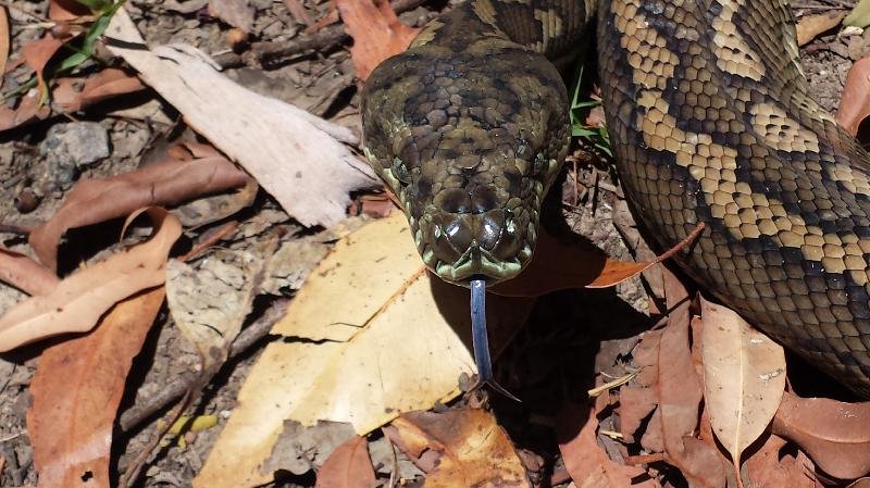 Coastal_Carpet_Python__Morelia_spilota_mcdowelli__156.jpg