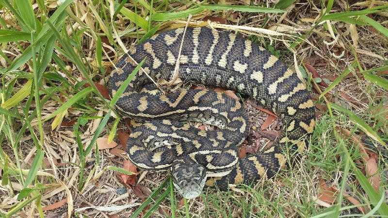 Coastal_Carpet_Python__Morelia_spilota_mcdowelli__158.jpg