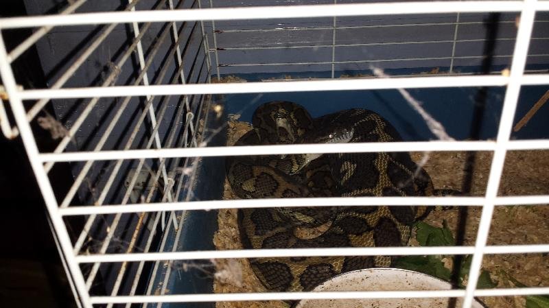 Coastal_Carpet_Python__Morelia_spilota_mcdowelli__159.jpg