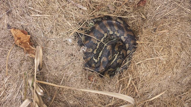 Coastal_Carpet_Python__Morelia_spilota_mcdowelli__161.jpg