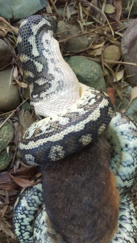 Coastal_Carpet_Python__Morelia_spilota_mcdowelli__174.jpg