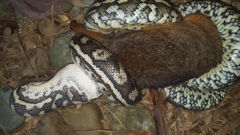 Coastal_Carpet_Python__Morelia_spilota_mcdowelli__176.jpg