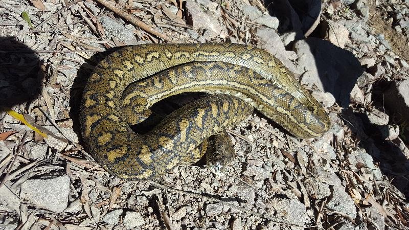 Coastal_Carpet_Python__Morelia_spilota_mcdowelli__192.jpg