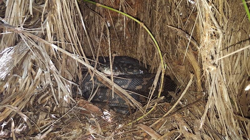 Coastal_Carpet_Python__Morelia_spilota_mcdowelli__196.jpg