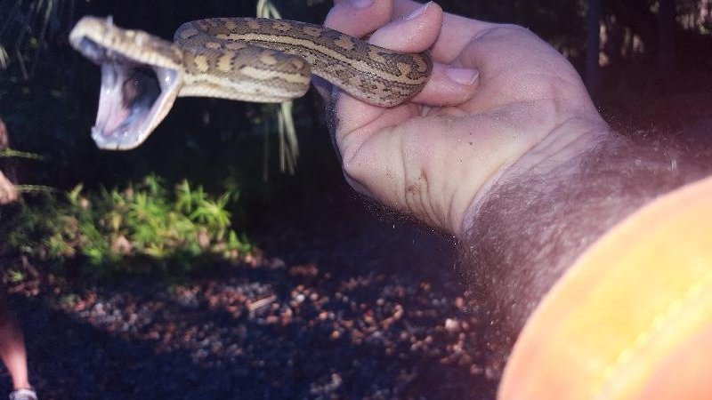 Coastal_Carpet_Python__Morelia_spilota_mcdowelli__200.jpg