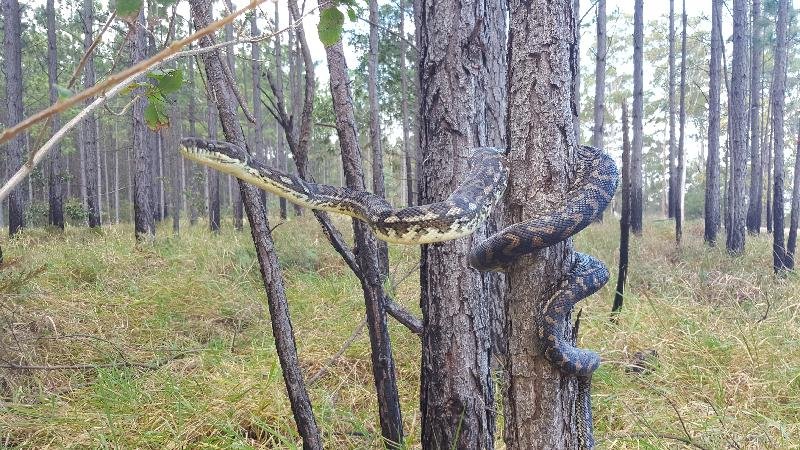 Coastal_Carpet_Python__Morelia_spilota_mcdowelli__206.jpg