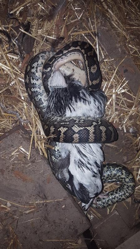 Coastal_Carpet_Python__Morelia_spilota_mcdowelli__217.jpg