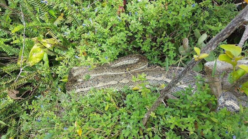 Coastal_Carpet_Python__Morelia_spilota_mcdowelli__241.jpg