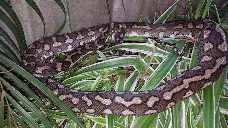 Coastal_Carpet_Python__Morelia_spilota_mcdowelli__268.jpg