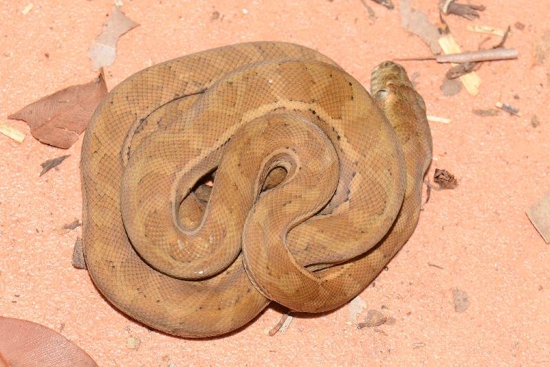 Coastal_Carpet_Python__Morelia_spilota_mcdowelli__296.jpg