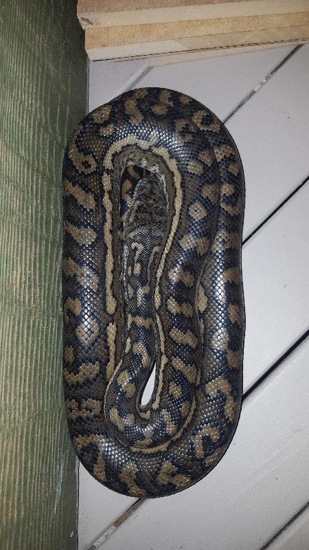 Coastal_Carpet_Python__Morelia_spilota_mcdowelli__327.jpg