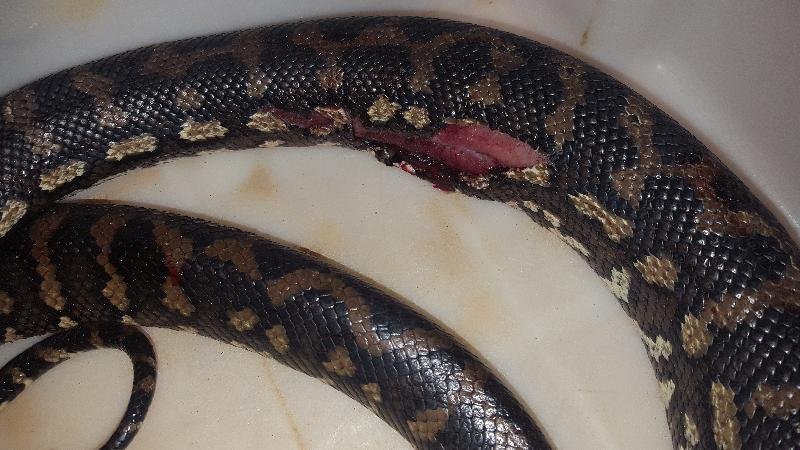 Coastal_Carpet_Python__Morelia_spilota_mcdowelli__328.jpg