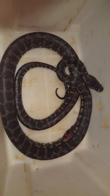 Coastal_Carpet_Python__Morelia_spilota_mcdowelli__329.jpg