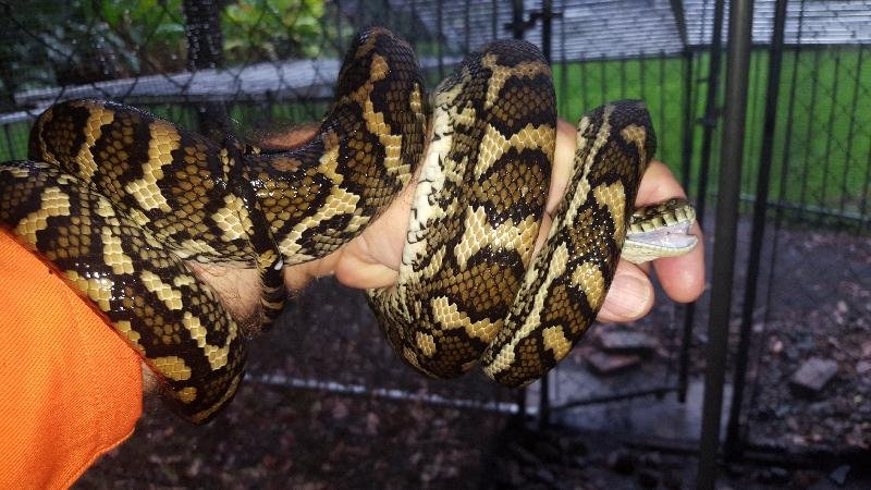 Coastal_Carpet_Python__Morelia_spilota_mcdowelli__354.jpg