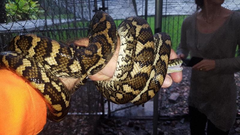 Coastal_Carpet_Python__Morelia_spilota_mcdowelli__355.jpg