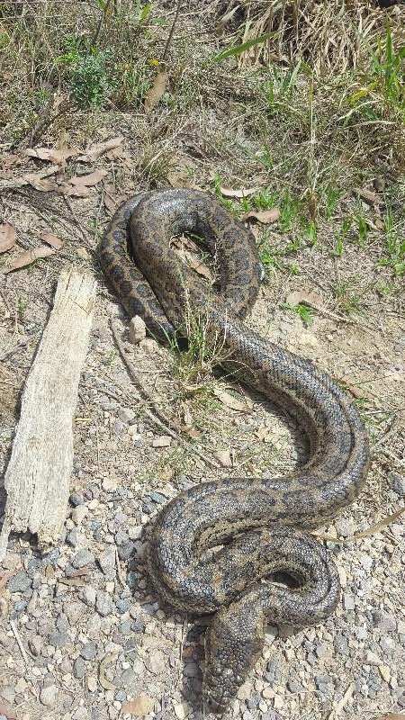 Coastal_Carpet_Python__Morelia_spilota_mcdowelli__361.jpg