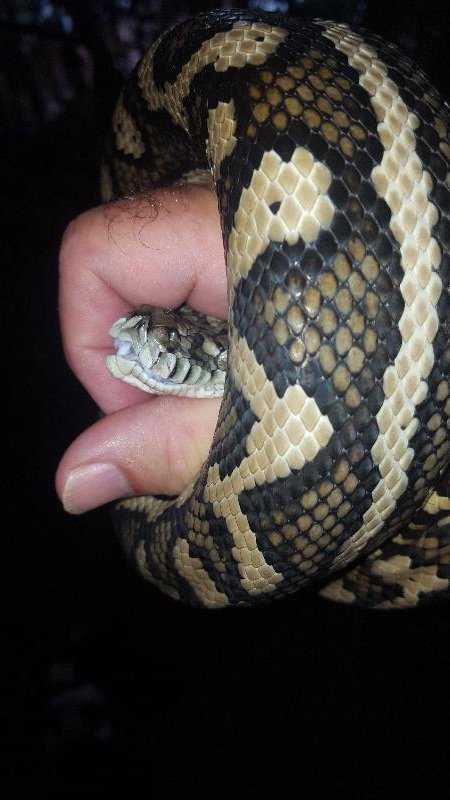 Coastal_Carpet_Python__Morelia_spilota_mcdowelli__368.jpg