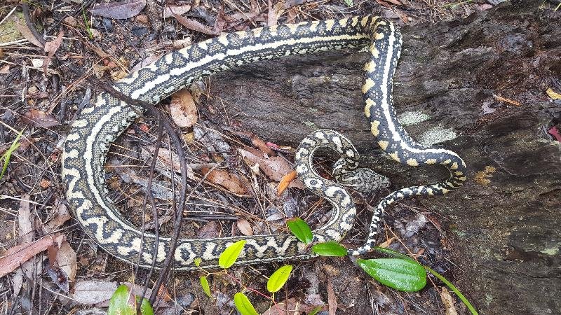 Coastal_Carpet_Python__Morelia_spilota_mcdowelli__371.jpg