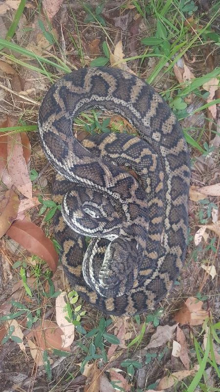 Coastal_Carpet_Python__Morelia_spilota_mcdowelli__391.jpg