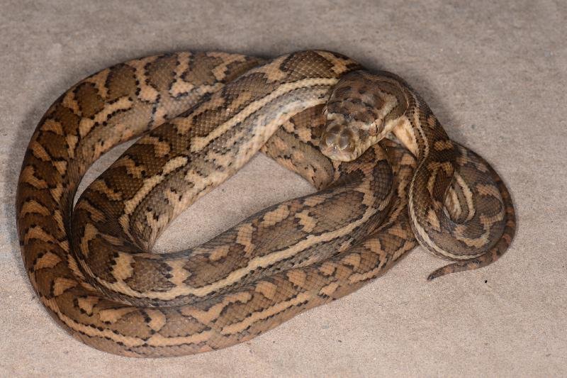 Coastal_Carpet_Python__Morelia_spilota_mcdowelli__413.jpg