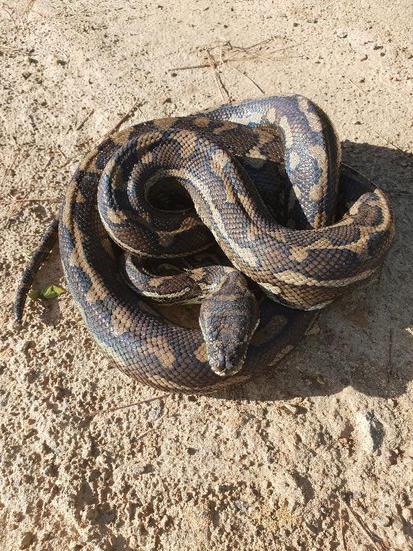 Coastal_Carpet_Python__Morelia_spilota_mcdowelli__443.jpg