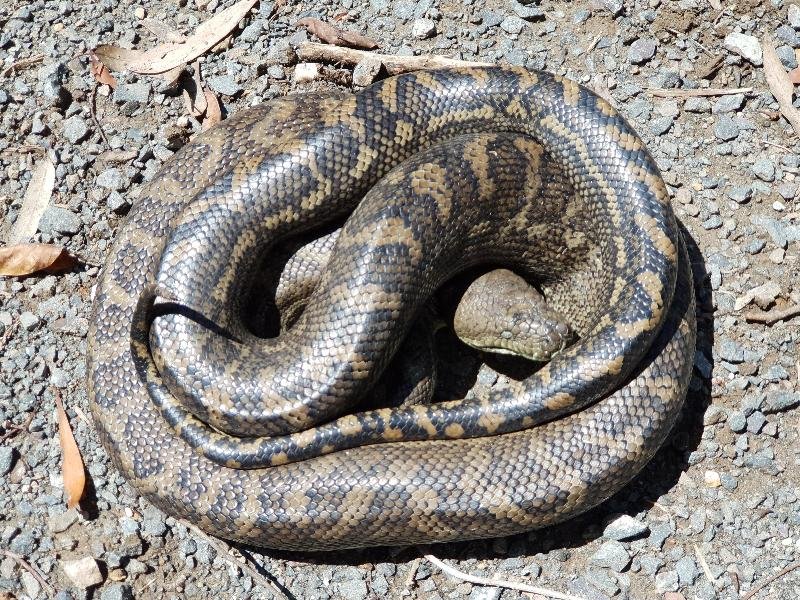 Coastal_Carpet_Python__Morelia_spilota_mcdowelli__452.jpg