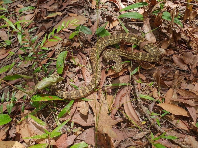 Coastal_Carpet_Python__Morelia_spilota_mcdowelli__460.jpg