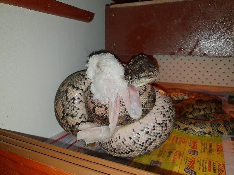 Coastal_Carpet_Python__Morelia_spilota_mcdowelli__470.jpg