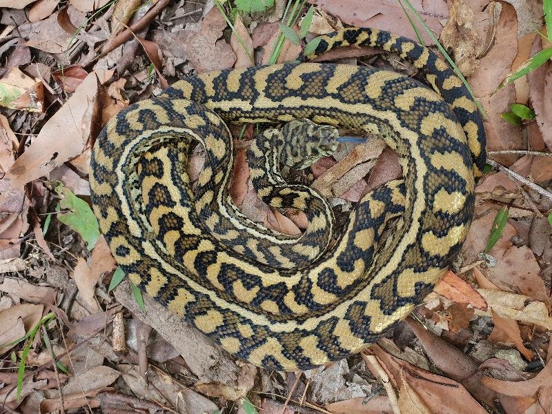 Coastal_Carpet_Python__Morelia_spilota_mcdowelli__494.jpg