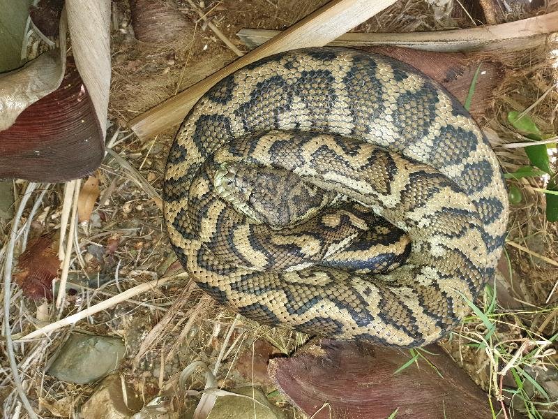 Coastal_Carpet_Python__Morelia_spilota_mcdowelli__515.jpg