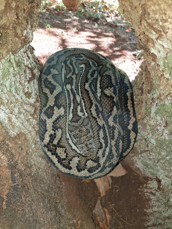 Coastal_Carpet_Python__Morelia_spilota_mcdowelli__522.jpg