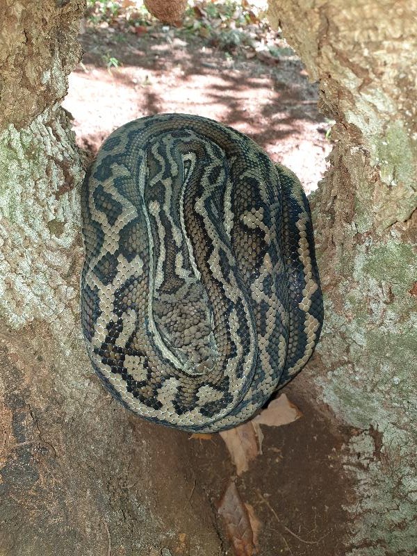 Coastal_Carpet_Python__Morelia_spilota_mcdowelli__523.jpg