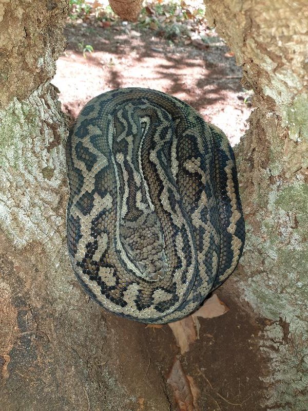 Coastal_Carpet_Python__Morelia_spilota_mcdowelli__524.jpg