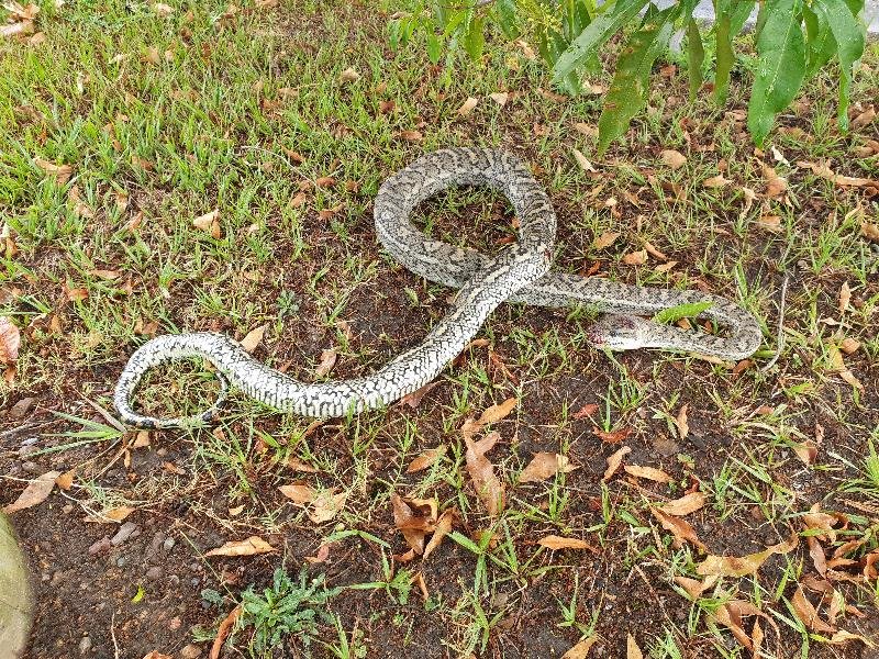 Coastal_Carpet_Python__Morelia_spilota_mcdowelli__527.jpg