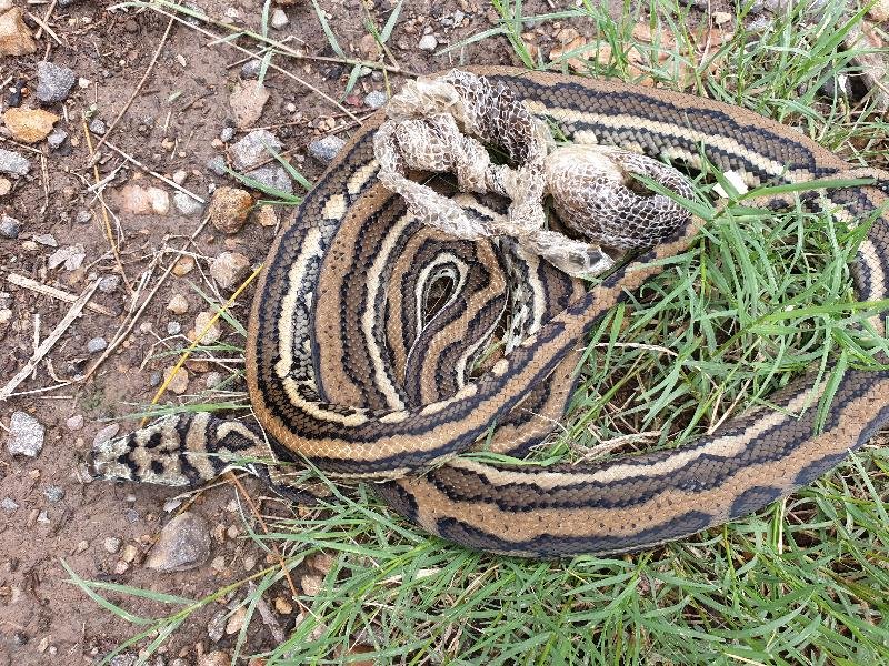 Coastal_Carpet_Python__Morelia_spilota_mcdowelli__535.jpg