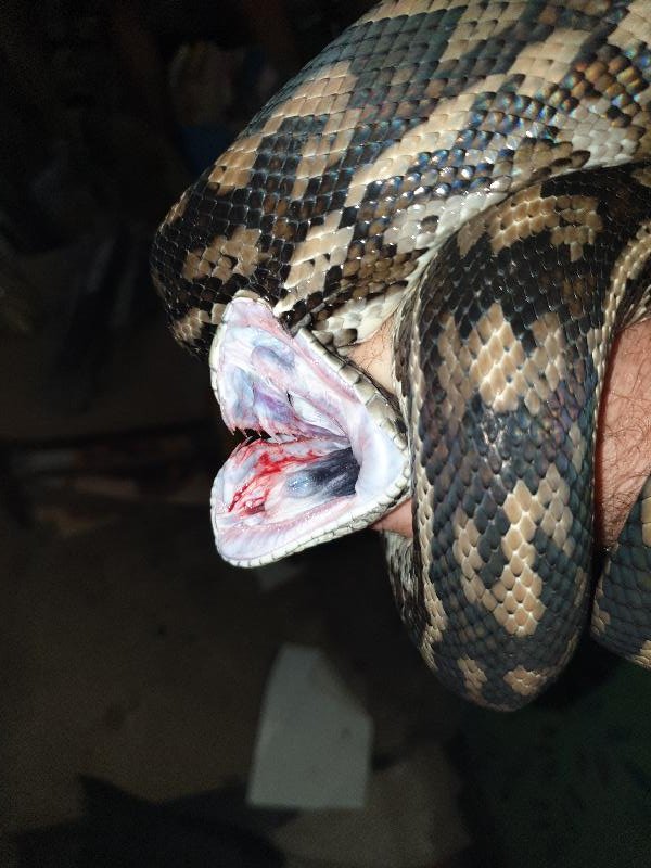 Coastal_Carpet_Python__Morelia_spilota_mcdowelli__546.jpg