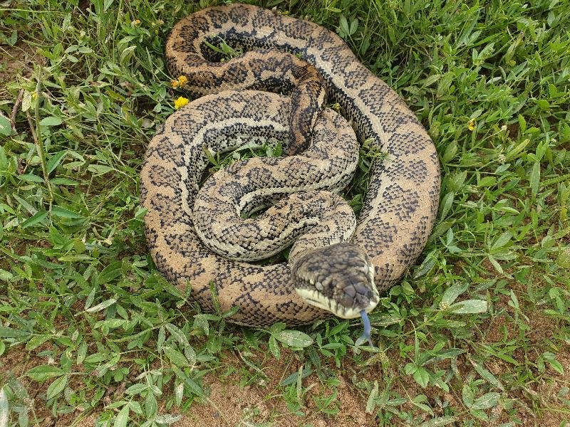 Coastal_Carpet_Python__Morelia_spilota_mcdowelli__548.jpg