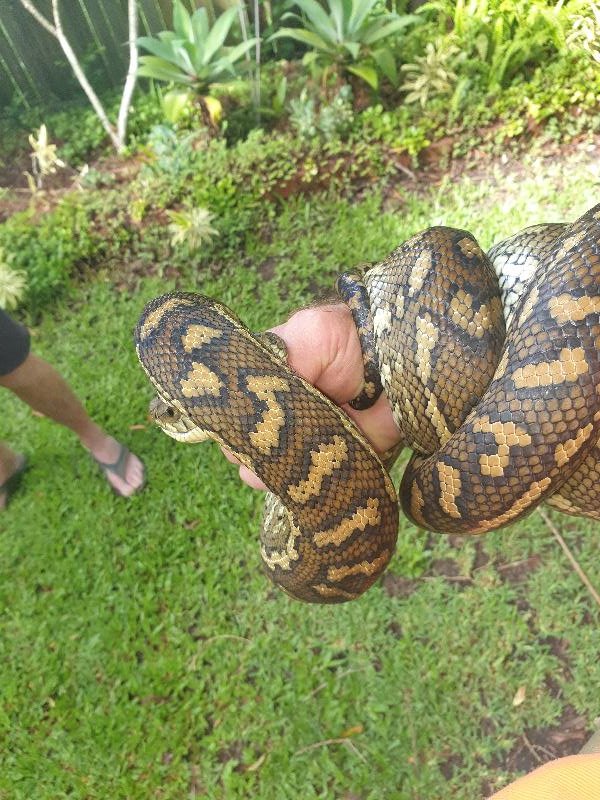 Coastal_Carpet_Python__Morelia_spilota_mcdowelli__605.jpg