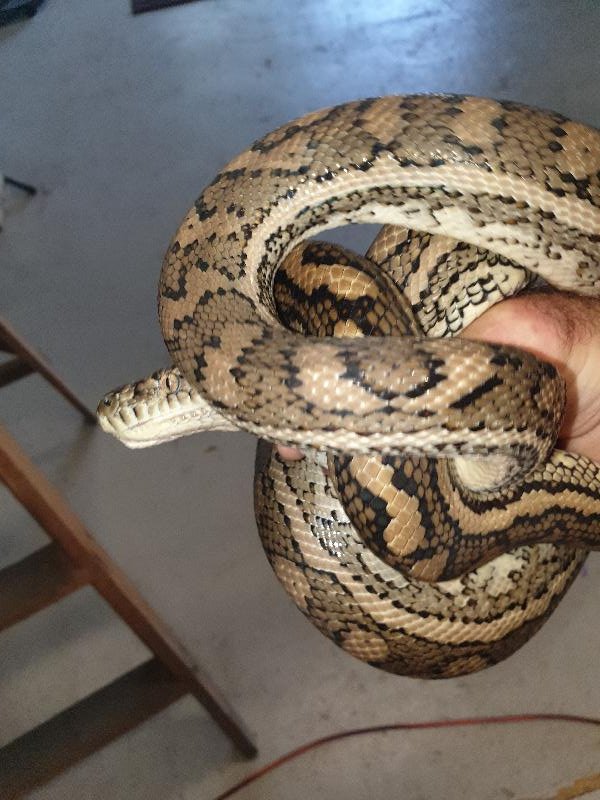 Coastal_Carpet_Python__Morelia_spilota_mcdowelli__616.jpg