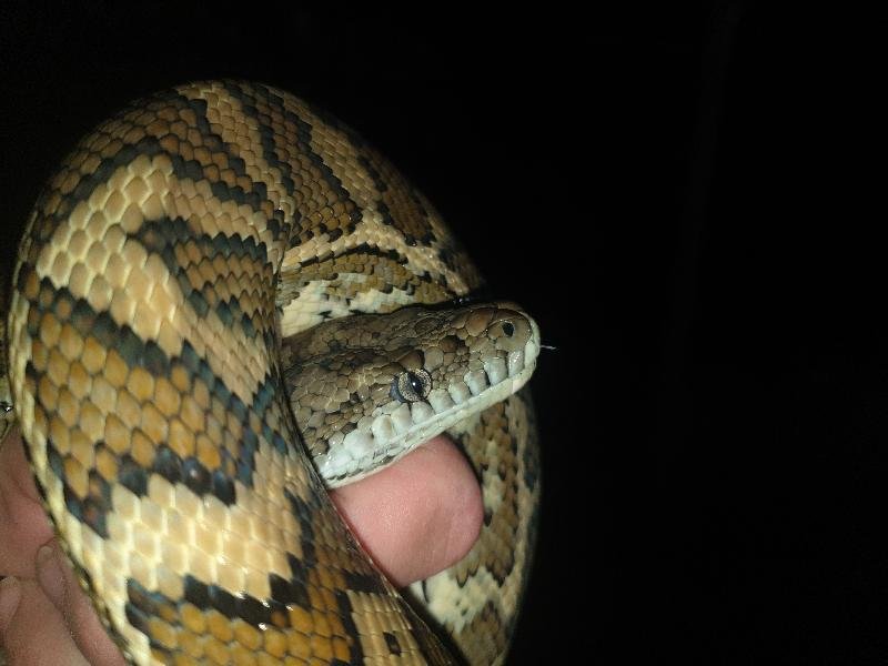 Coastal_Carpet_Python__Morelia_spilota_mcdowelli__623.jpg