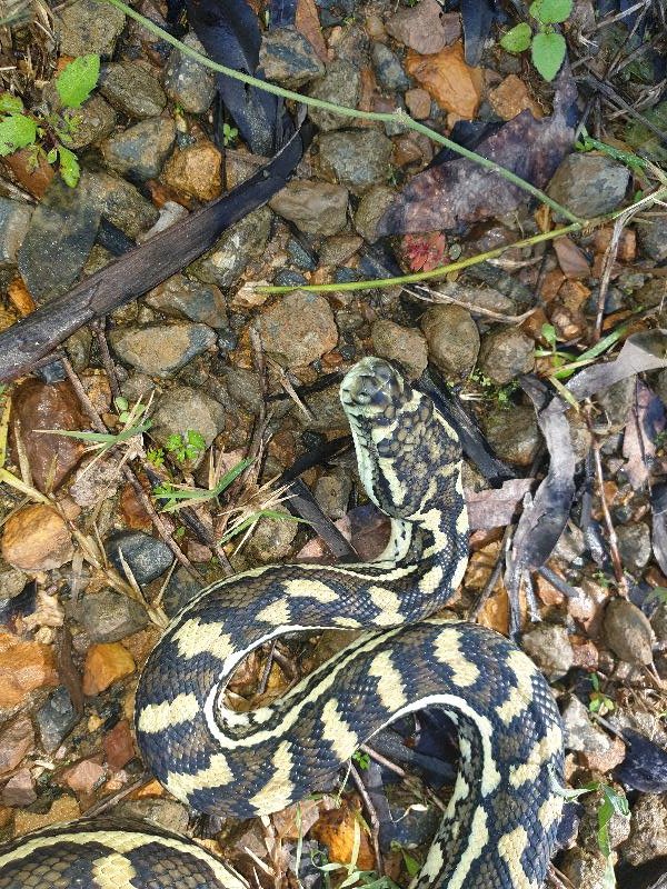 Coastal_Carpet_Python__Morelia_spilota_mcdowelli__624.jpg