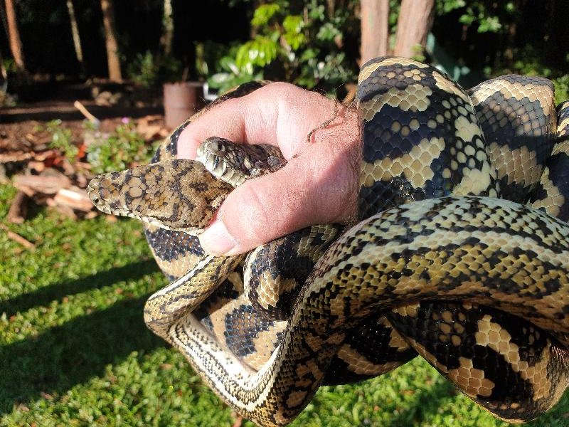 Coastal_Carpet_Python__Morelia_spilota_mcdowelli__626.jpg