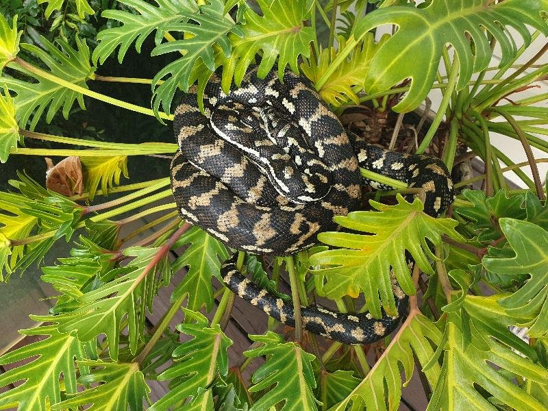 Coastal_Carpet_Python__Morelia_spilota_mcdowelli__628.jpg