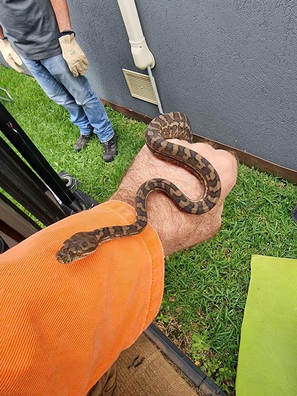 Coastal_Carpet_Python__Morelia_spilota_mcdowelli__651.jpg