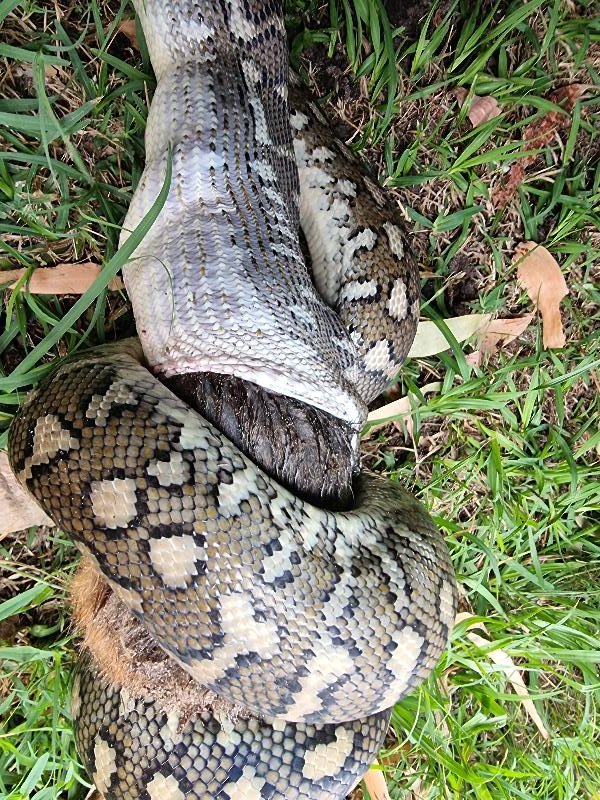 Coastal_Carpet_Python__Morelia_spilota_mcdowelli__663.jpg