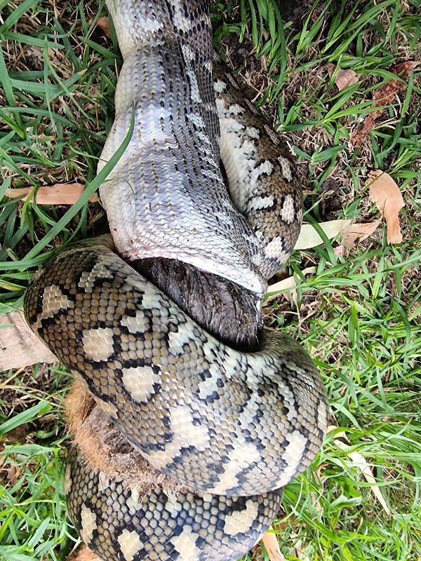 Coastal_Carpet_Python__Morelia_spilota_mcdowelli__664.jpg