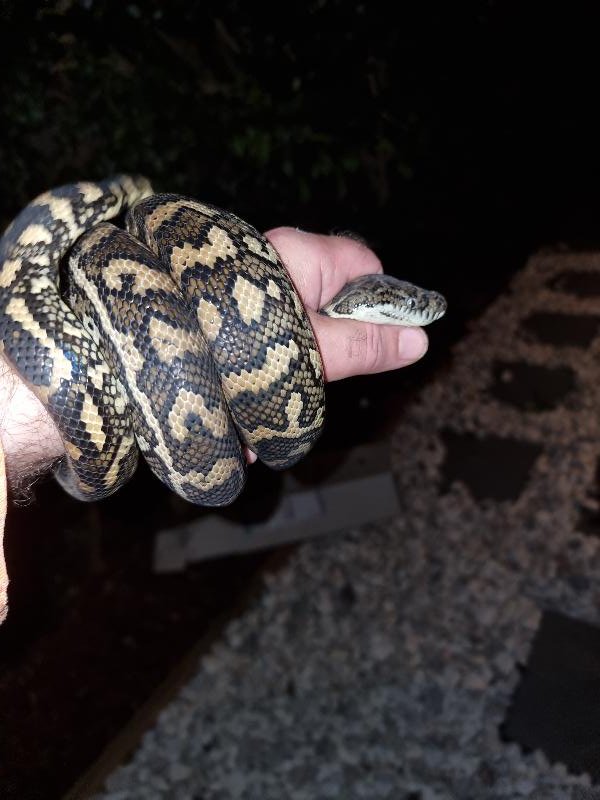 Coastal_Carpet_Python__Morelia_spilota_mcdowelli__695.jpg