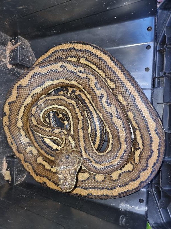 Coastal_Carpet_Python__Morelia_spilota_mcdowelli__696.jpg